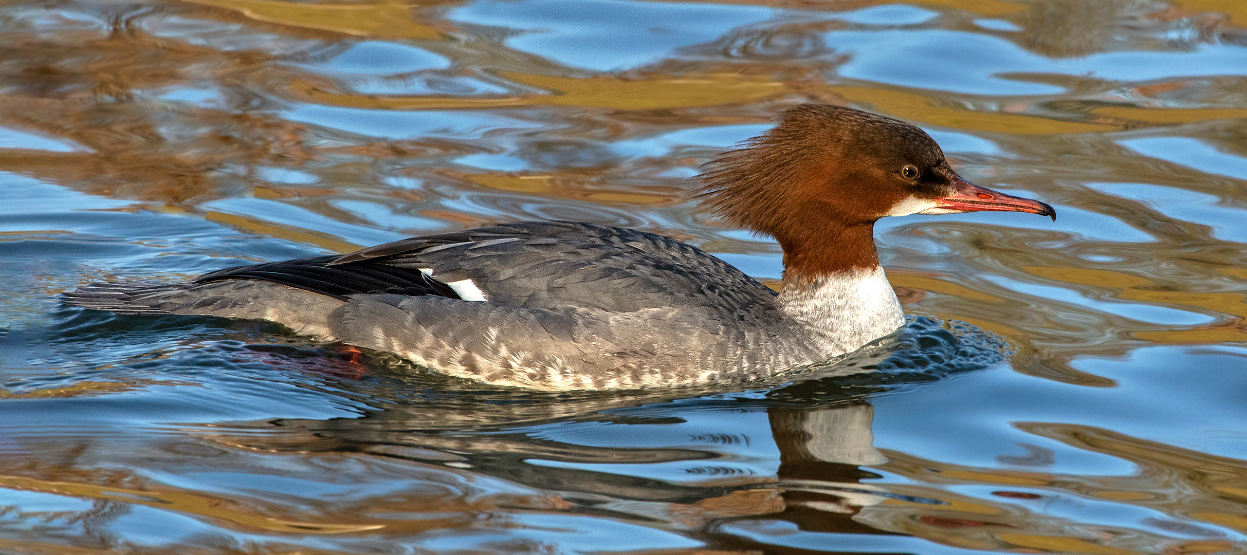 Gänsesäger Weibchen 