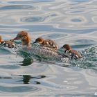 Gänsesäger Weibchen 4