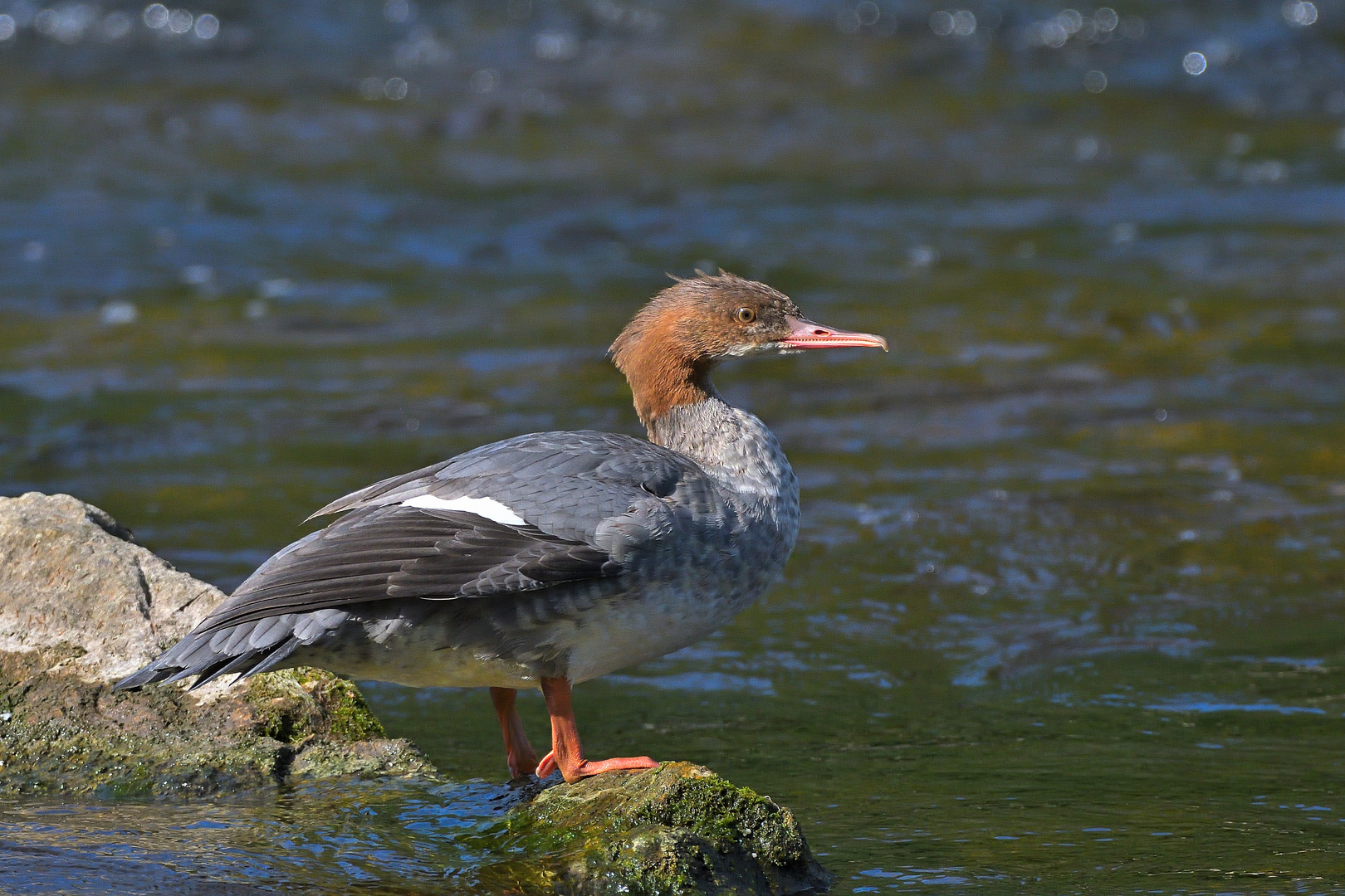 Gänsesäger Weibchen