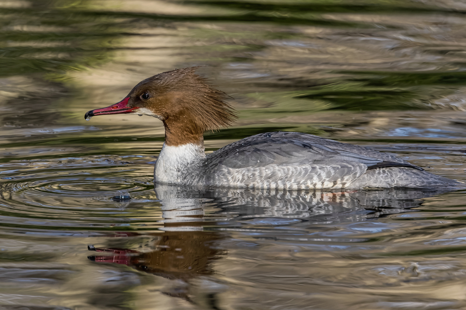 Gänsesäger  Weibchen 