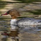 Gänsesäger  Weibchen 