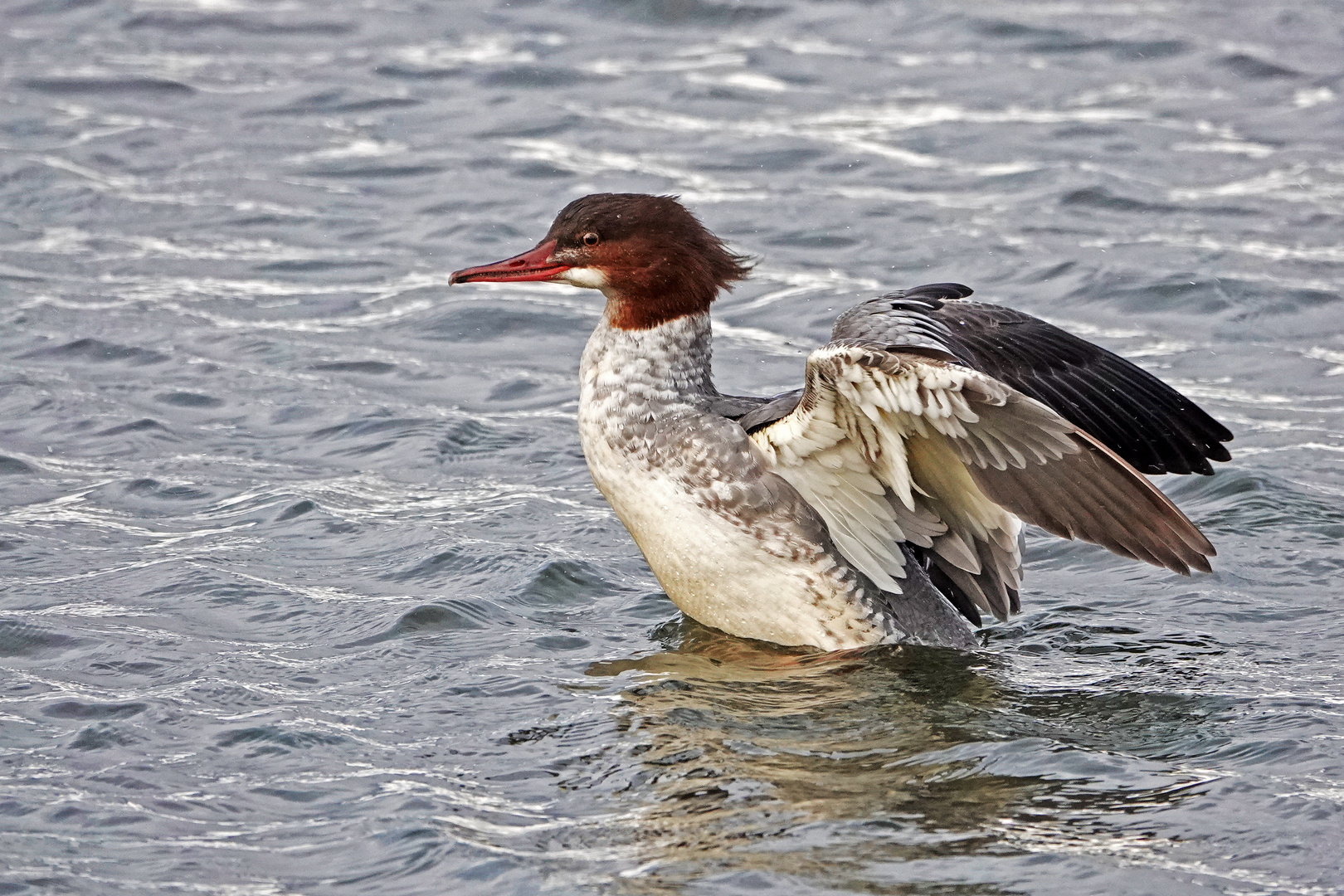 Gänsesäger Weibchen