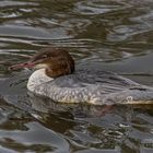 Gänsesäger Weibchen