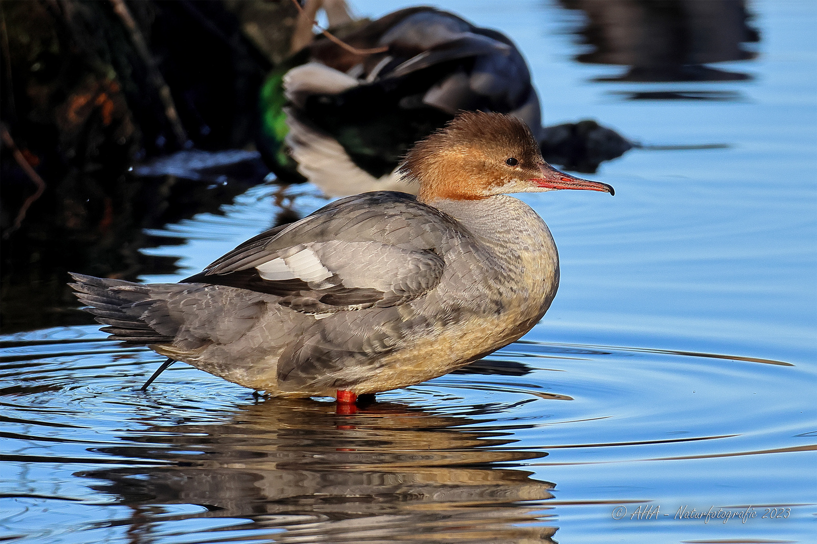 Gänsesäger Weibchen