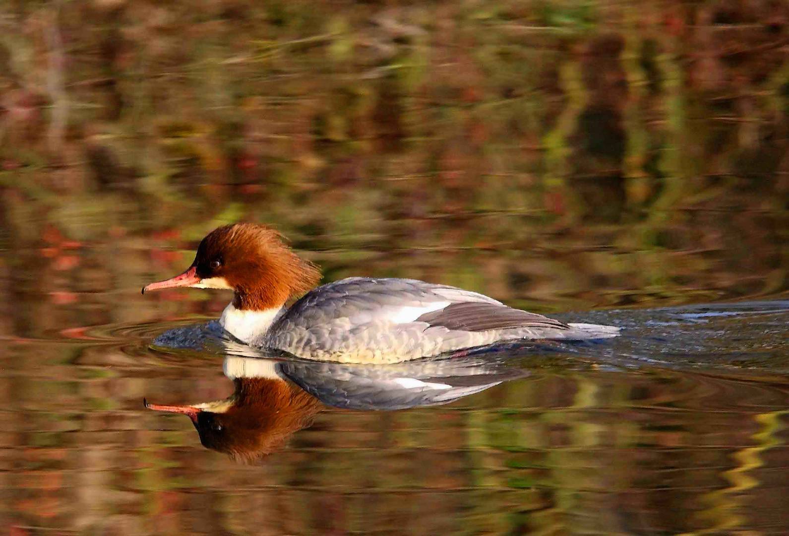 Gänsesäger Weibchen