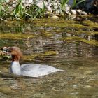 Gänsesäger Weibchen