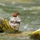 Gänsesäger, Weibchen