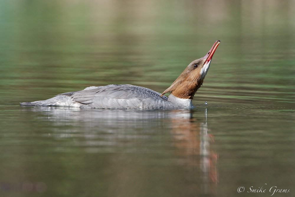 Gänsesäger Weibchen