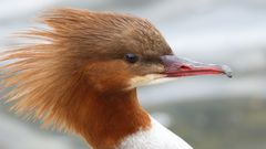 Gänsesäger Weibchen