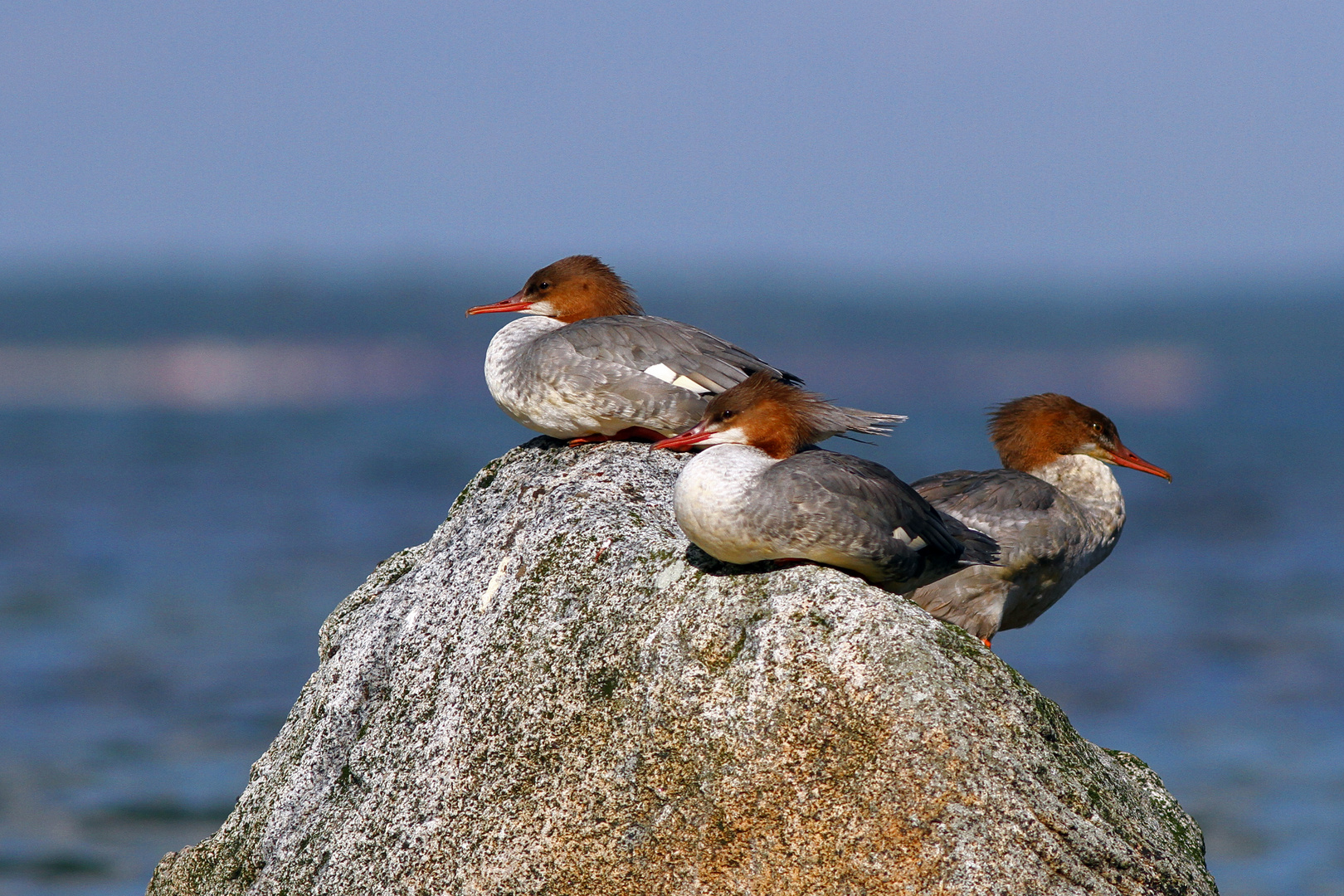 Gänsesäger (Weibchen)