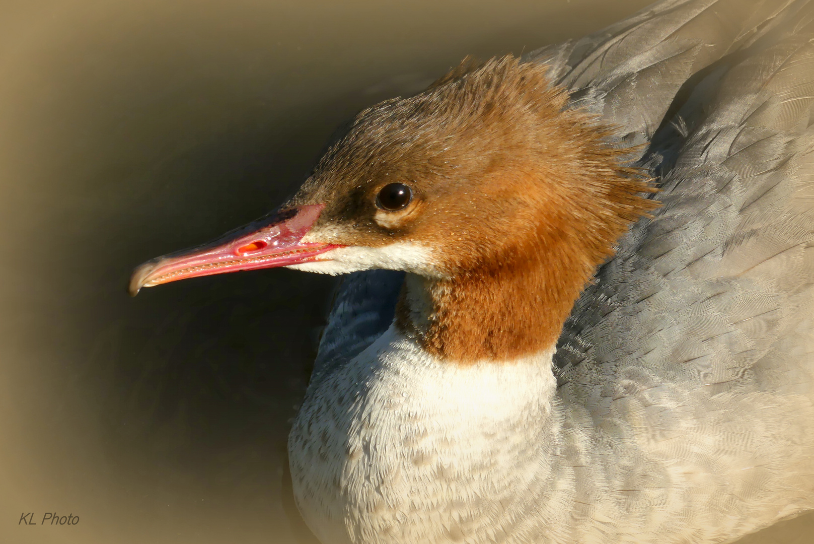 Gänsesäger Weibchen