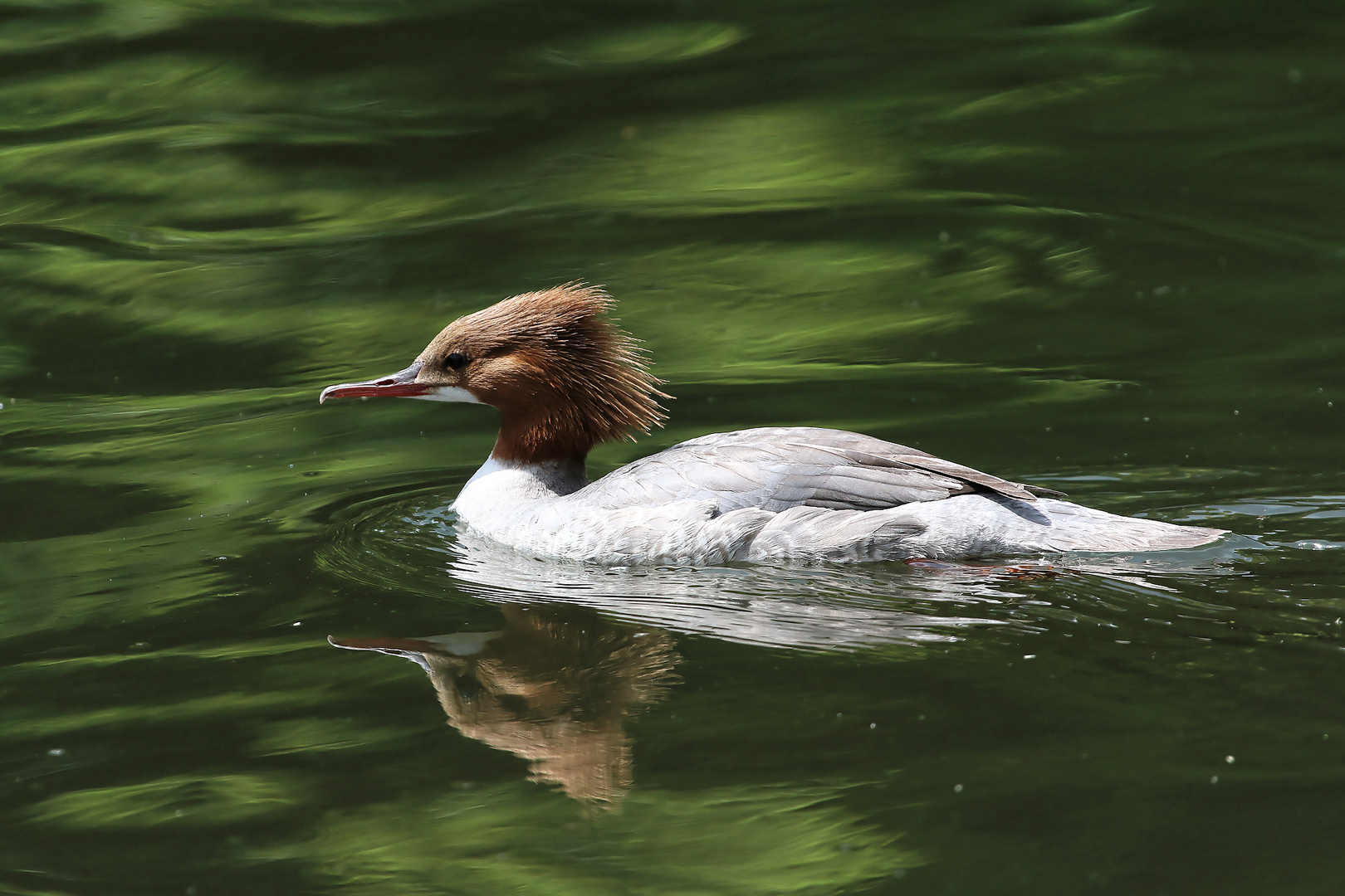 Gänsesäger Weibchen