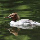 Gänsesäger Weibchen