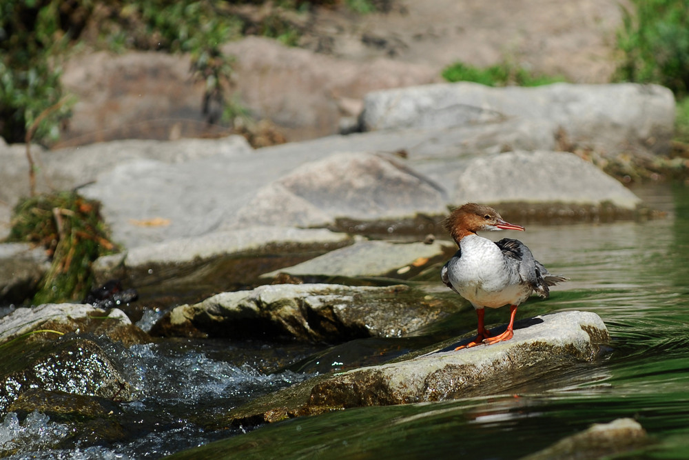 Gänsesäger-Weibchen an der Wiese (Basel)