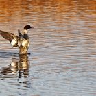 Gänsesäger-Weibchen begrüßt das Neue Jahr