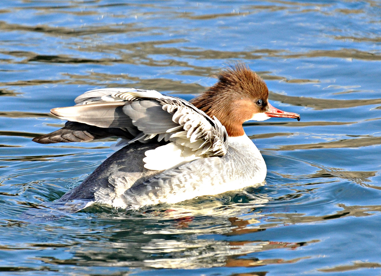 Gänsesäger Weibchen beim Baden