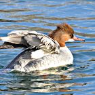 Gänsesäger Weibchen beim Baden