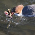 Gänsesäger-Weibchen beim Frühstück