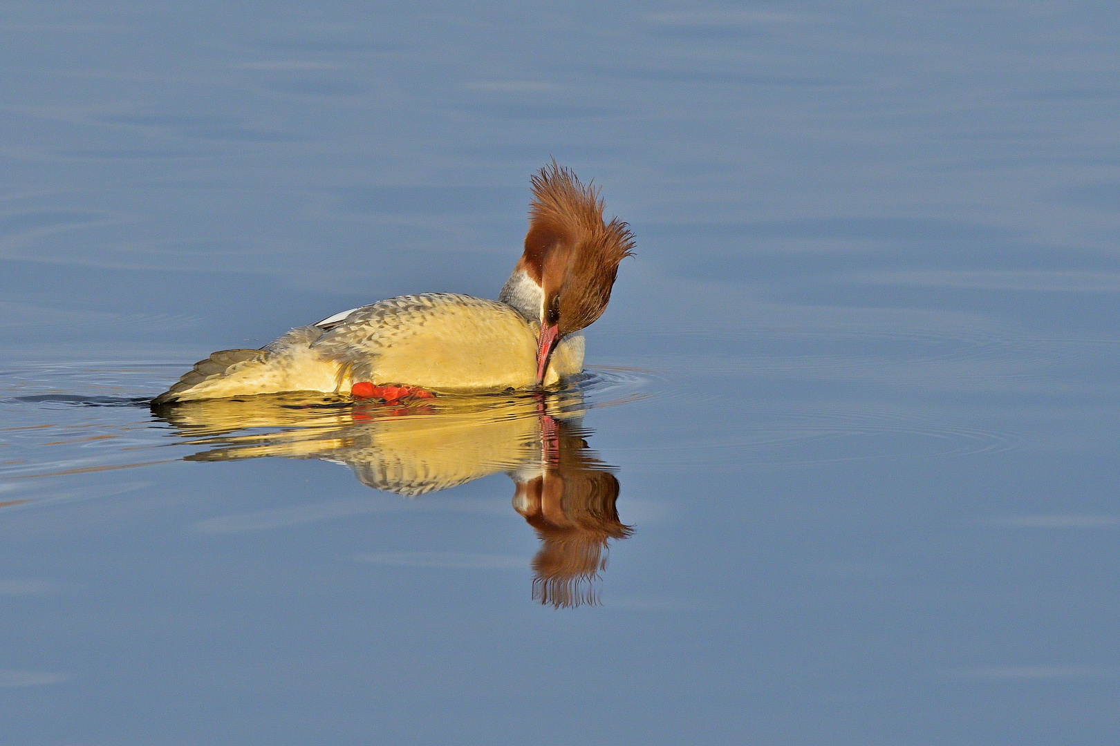 Gänsesäger Weibchen 