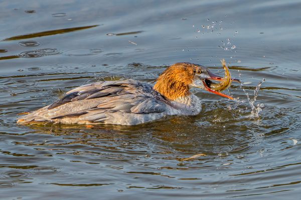 Gänsesäger (Weibchen)