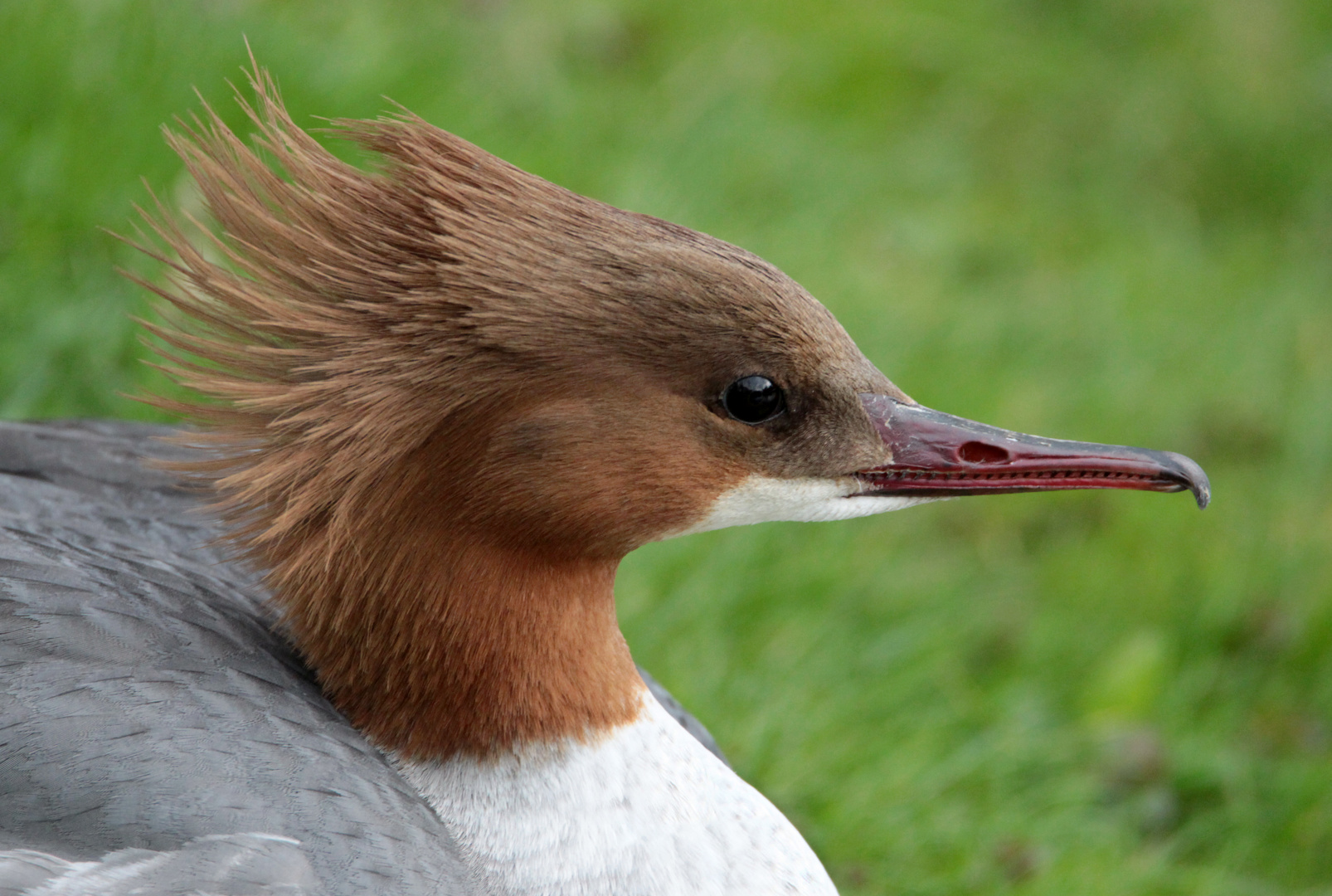 Gänsesäger Weibchen