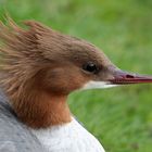 Gänsesäger Weibchen