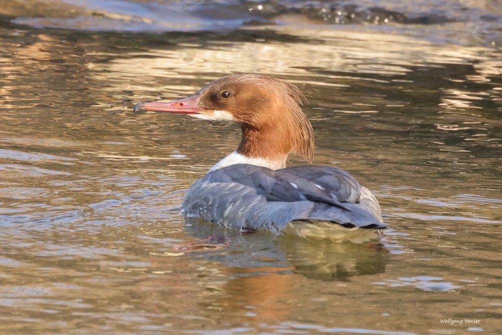 Gänsesäger Weibchen