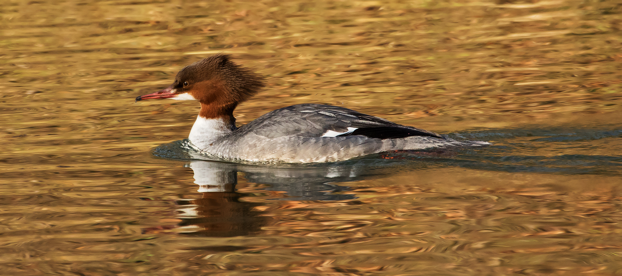 Gänsesäger Weibchen