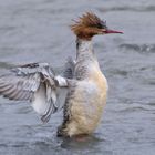 Gänsesäger, Weibchen 