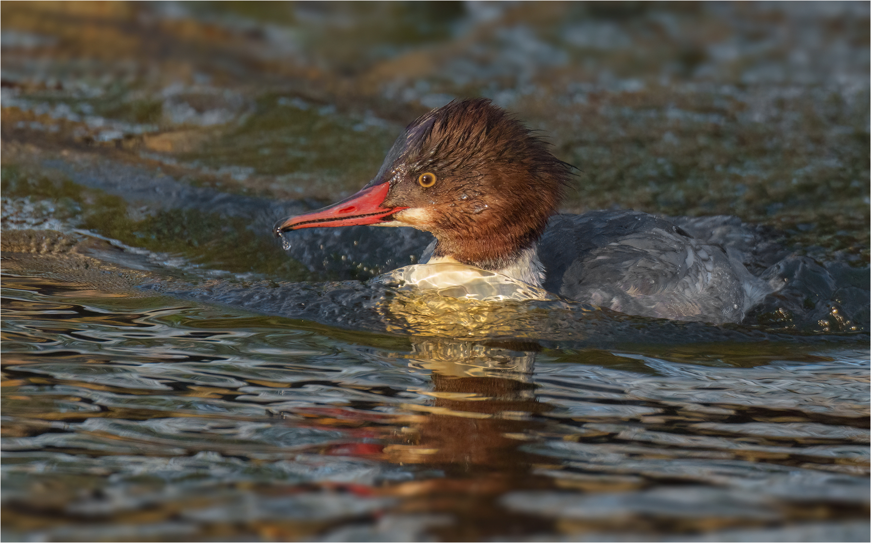 Gänsesäger Weibchen