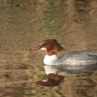 Gänsesäger Weibchen im Abendlicht