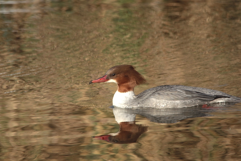 Gänsesäger Weibchen im Abendlicht