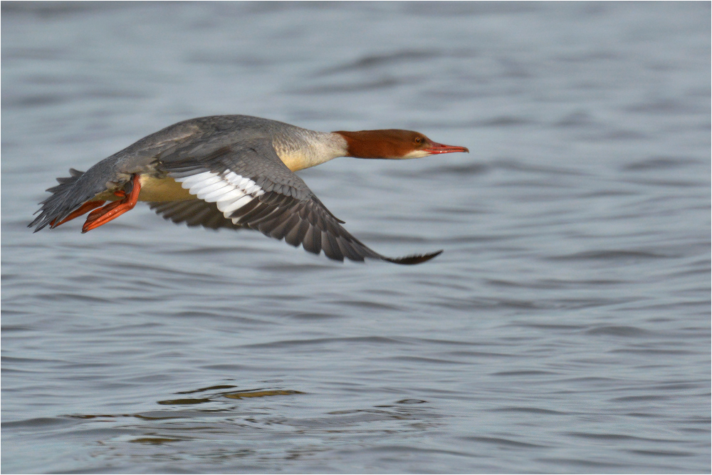 Gänsesäger Weibchen im Fluge . . .