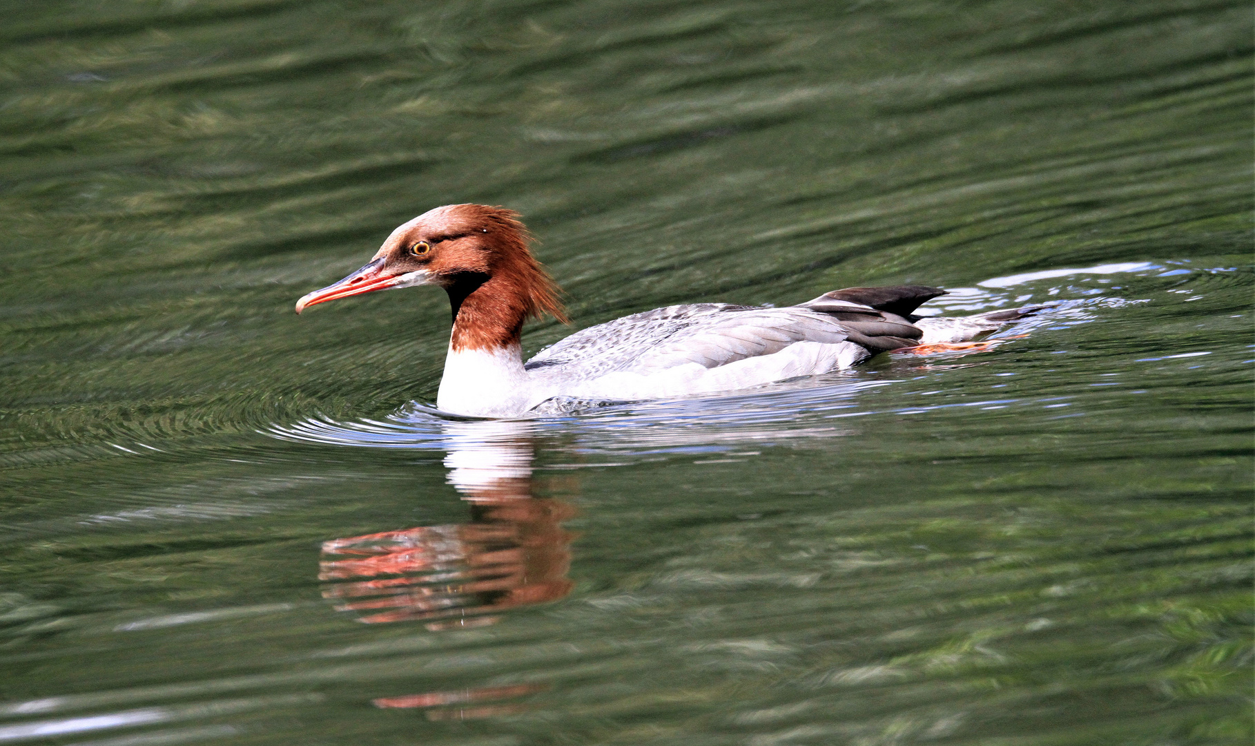 Gänsesäger Weibchen (Mergus merganser)