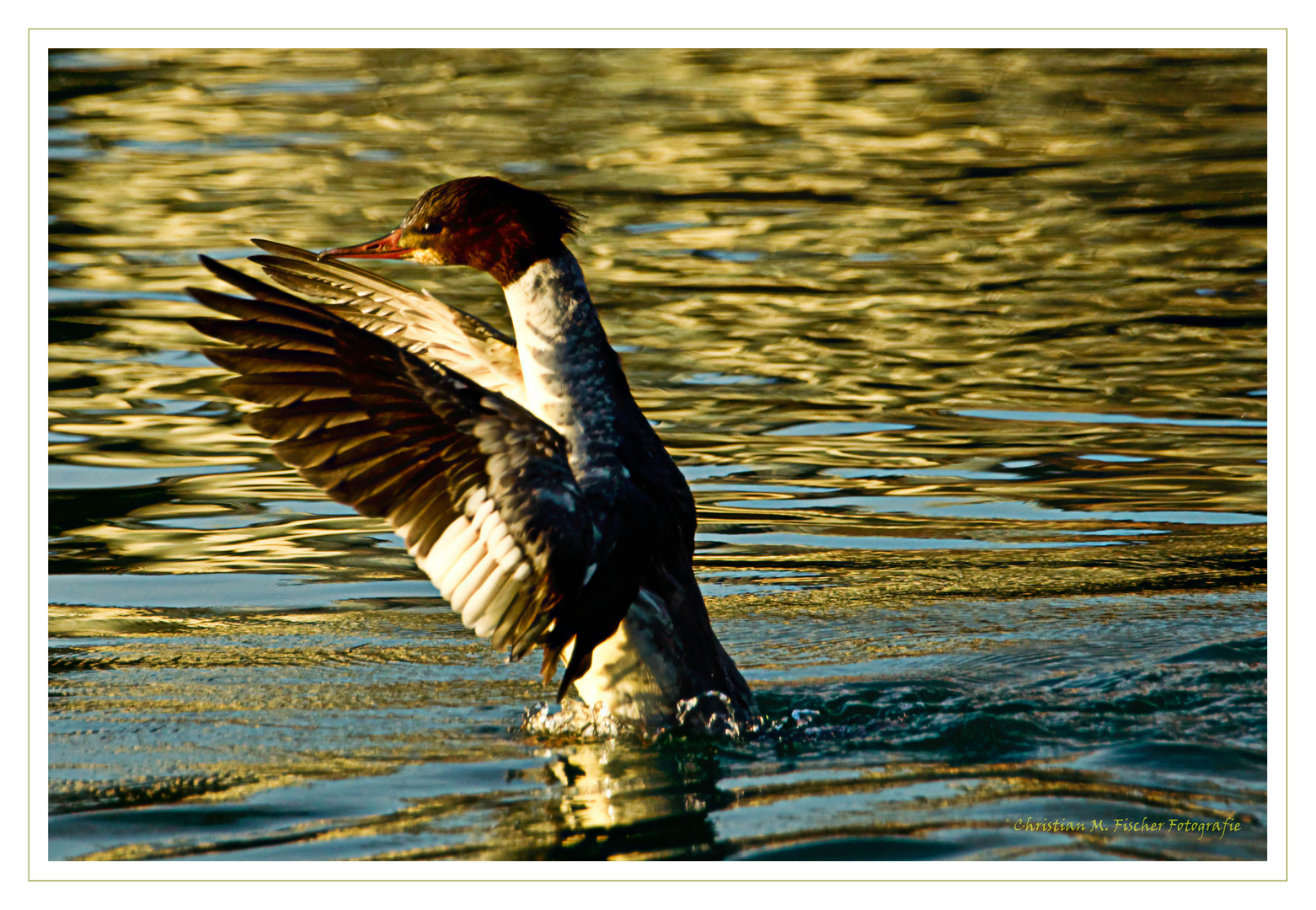 Gänsesäger Weibchen (Mergus merganser)