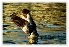 Gänsesäger Weibchen (Mergus merganser)