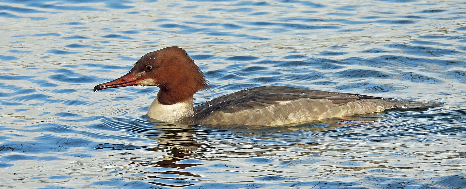 Gänsesäger Weibchen nach Tauchgang