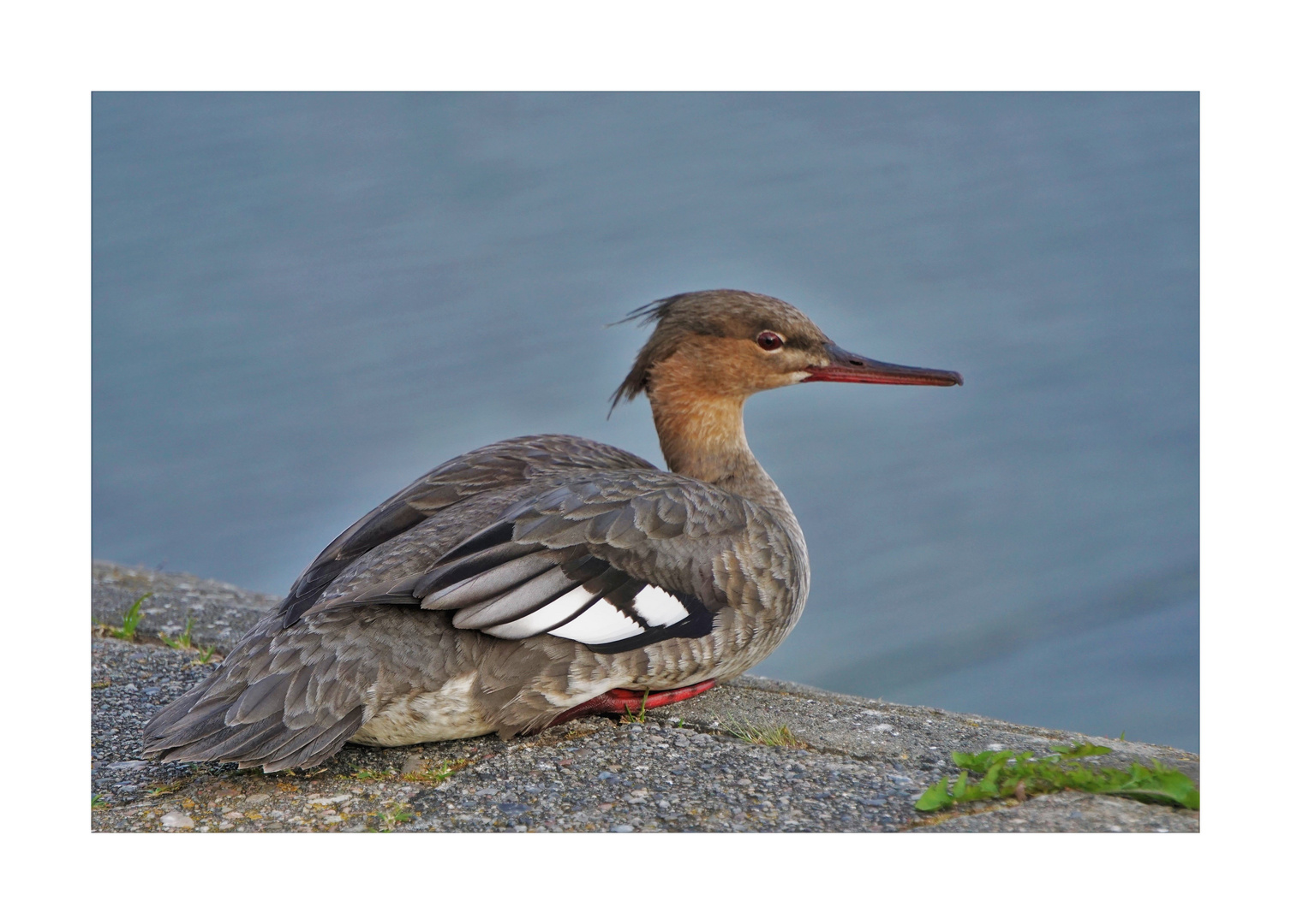 Gänsesäger Weibchen wartet