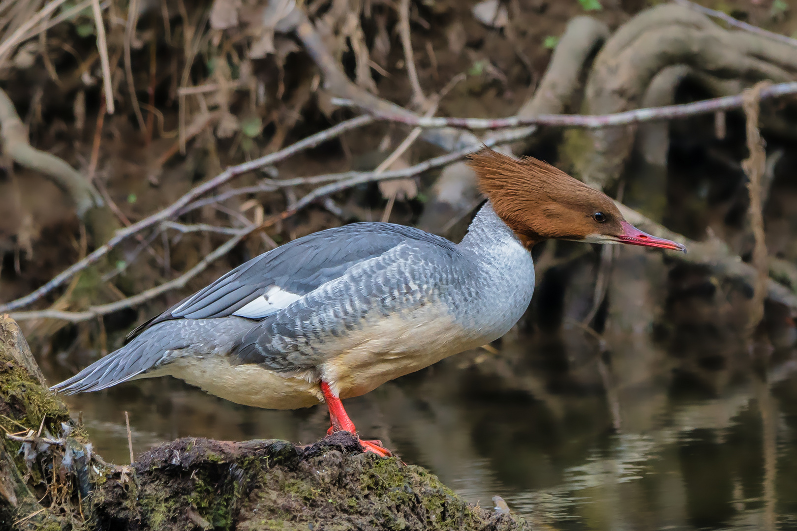 Gänsesäger (weibl.)