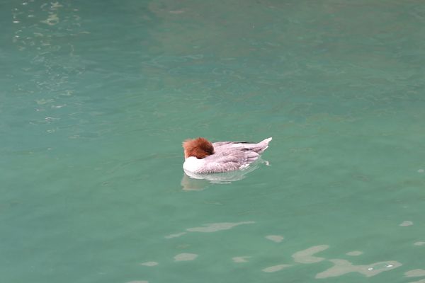 Gänsesäger (weiblich)