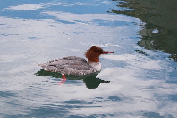 Gänsesäger (weiblich)