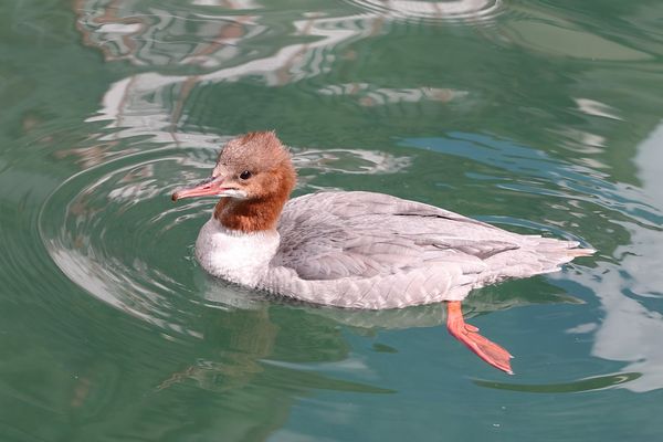 Gänsesäger (weiblich)