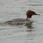 Gänsesäger ( weiblich )