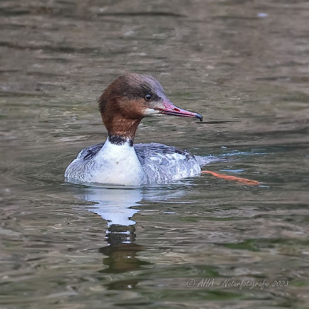 Gänsesäger weiblich