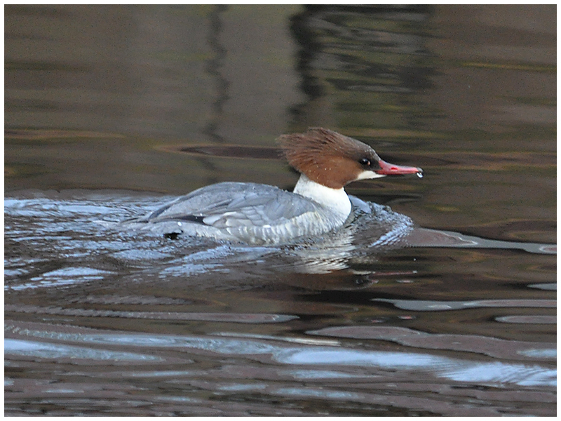 Gänsesäger, weiblich - Mergus merganser