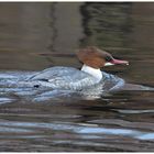 Gänsesäger, weiblich - Mergus merganser