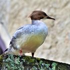 Gänsesäger Weiblich (Mergus merganser )