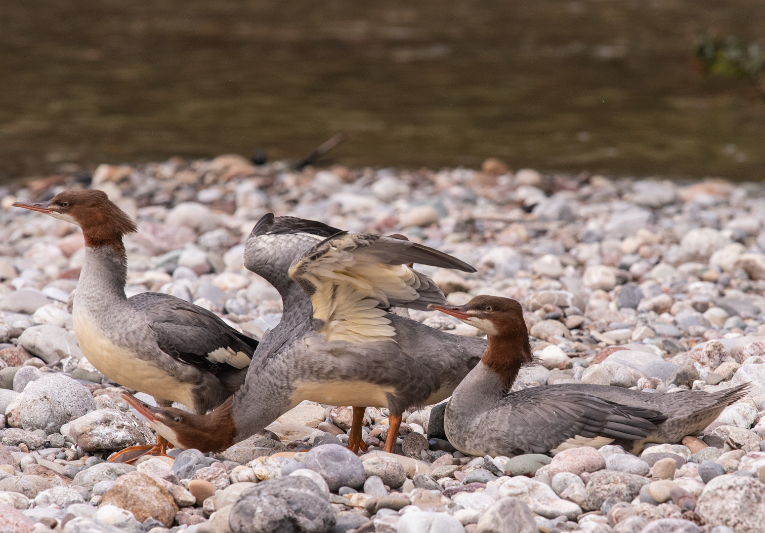 Gänsesäger, weiblich_DSC7639