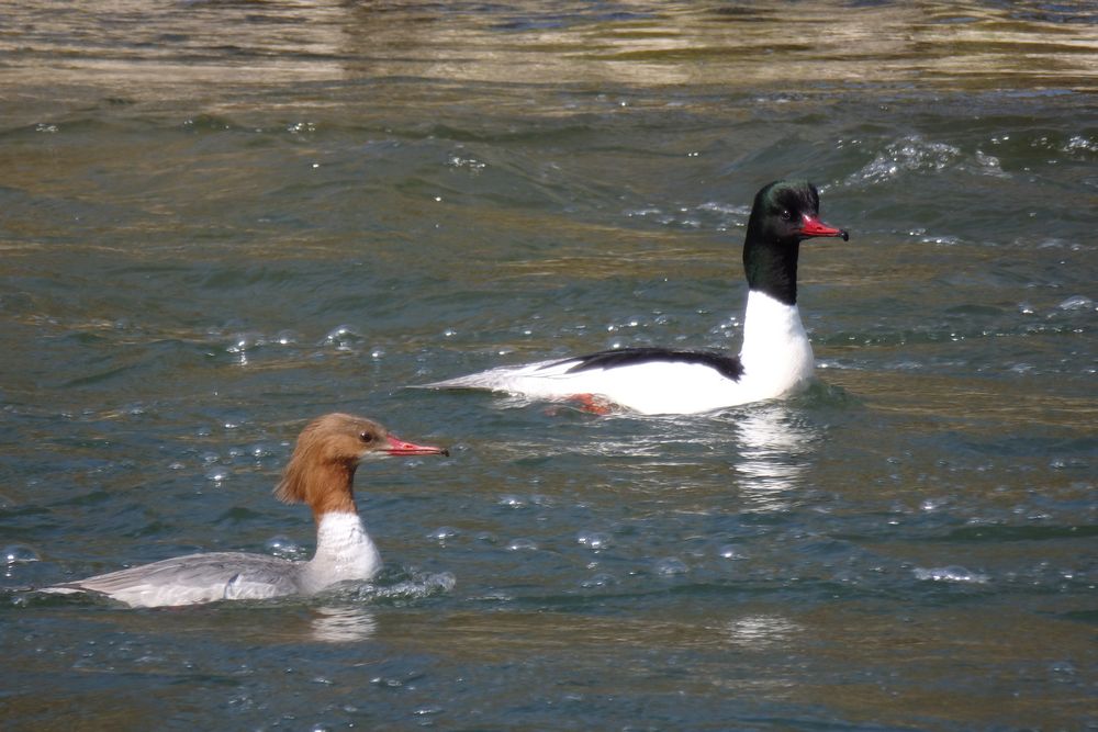 Gänsesäger, Wiese