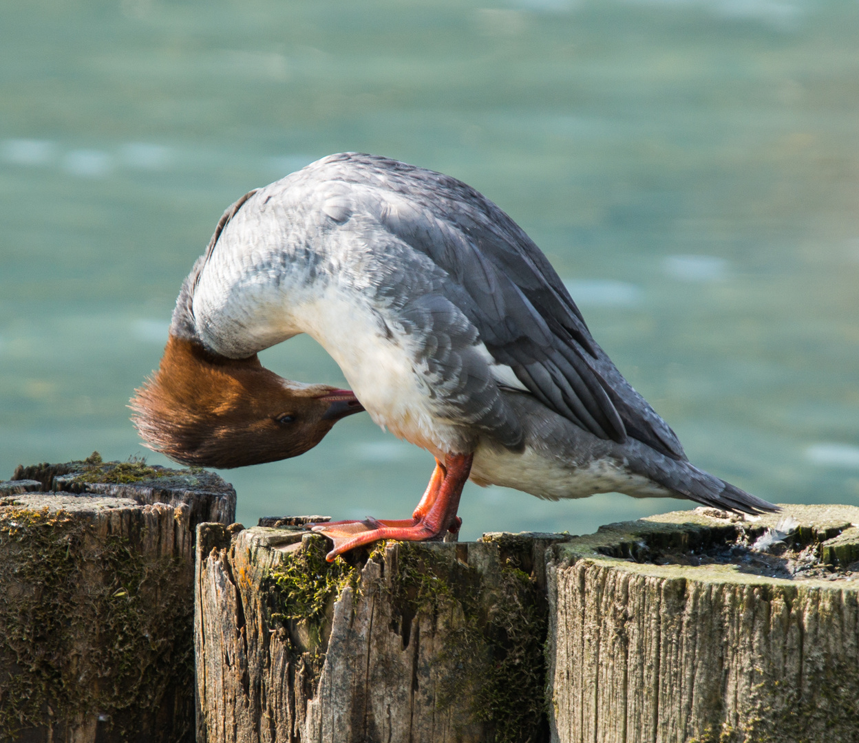 Gänsesäger_2